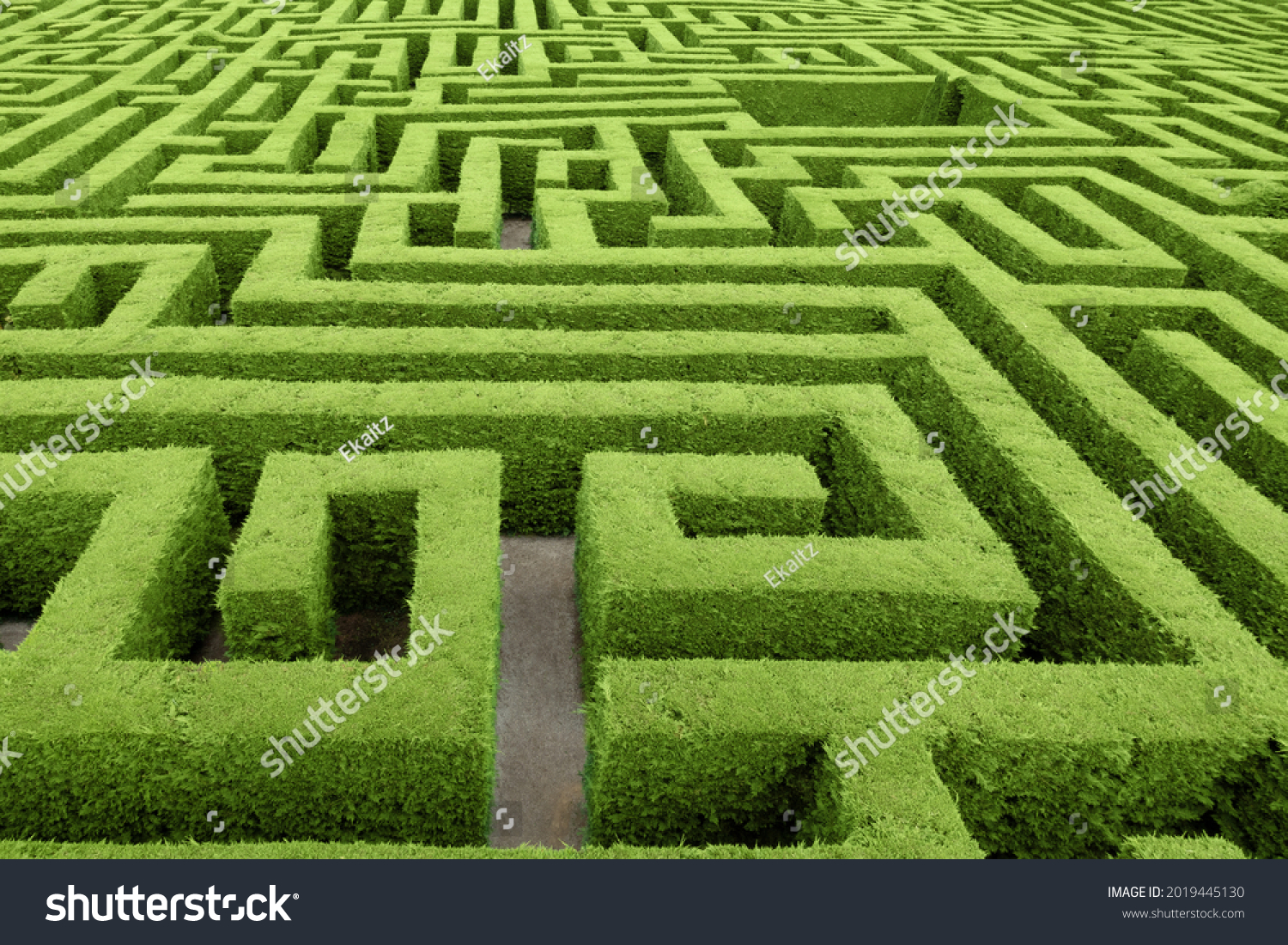 Hedge cut into a maze like puzzle pattern forming a garden labyrinth #2019445130