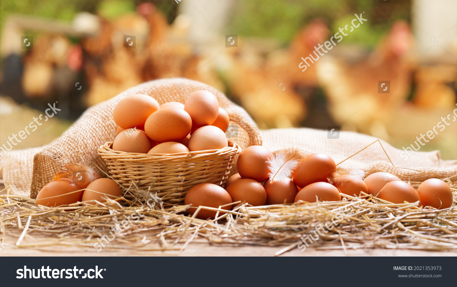 basket of chicken eggs on a wooden table over farm in the countryside #2021353973