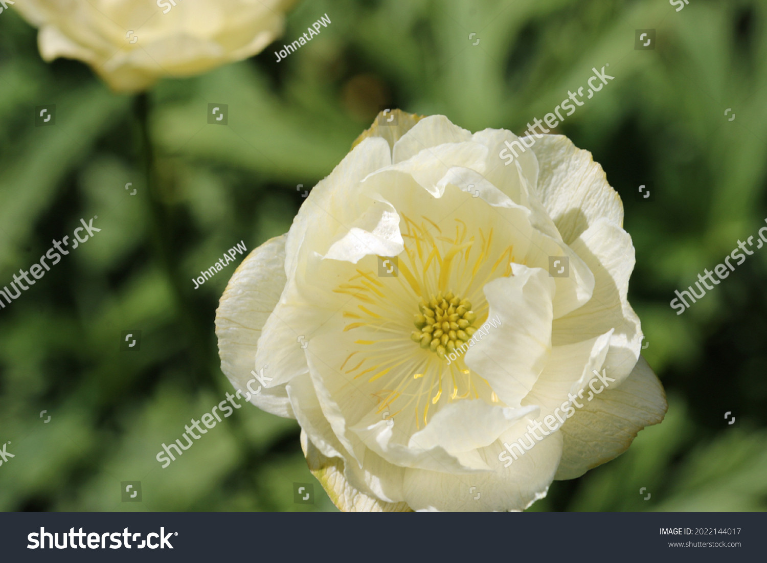 Pale yellow hybrid globeflower, Trollius x cultorum variety Alabaster, flower in close up with a background of blurred leaves and flowers. #2022144017