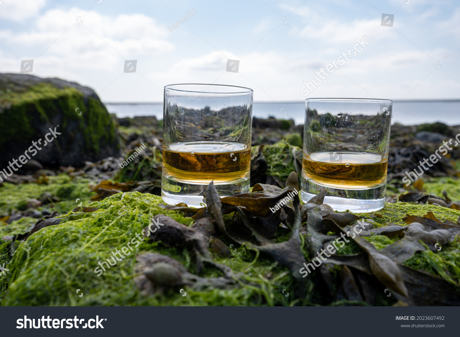 Tasting of single malt or blended Scotch whisky and seabed at low tide with algae, stones and oysters on background, private whisky distillery tours in Scotland, UK #2023607492