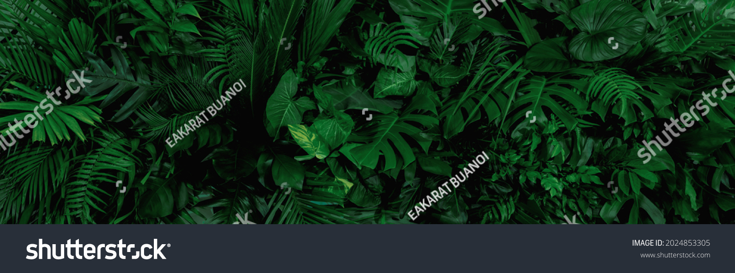 Group background of dark green tropical leaves ( monstera, palm, coconut leaf, fern, palm leaf,bananaleaf) Panorama background. concept of nature #2024853305
