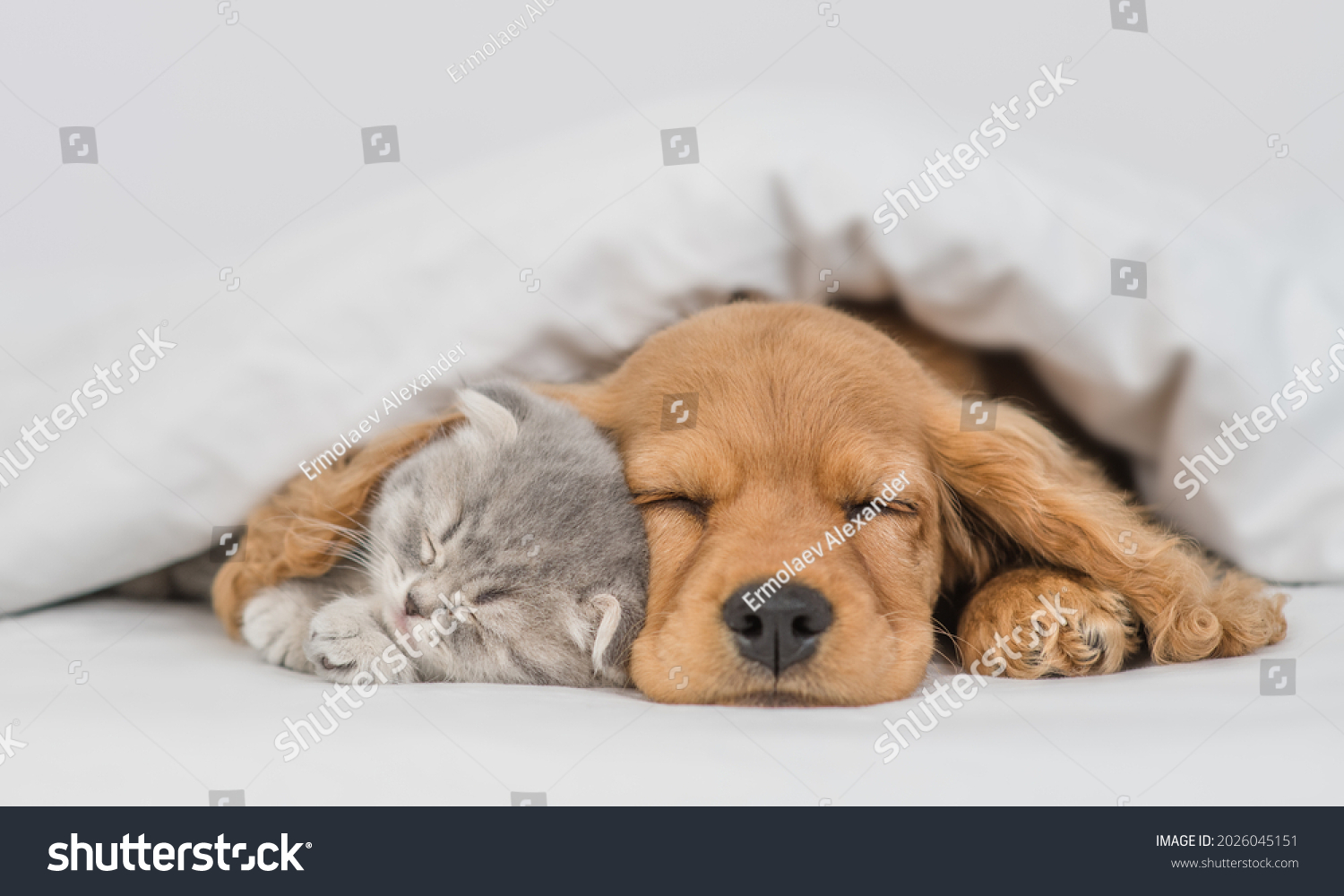 Young English Cocker spaniel puppy hugs kitten. Pets sleep together under white warm blanket on a bed at home #2026045151