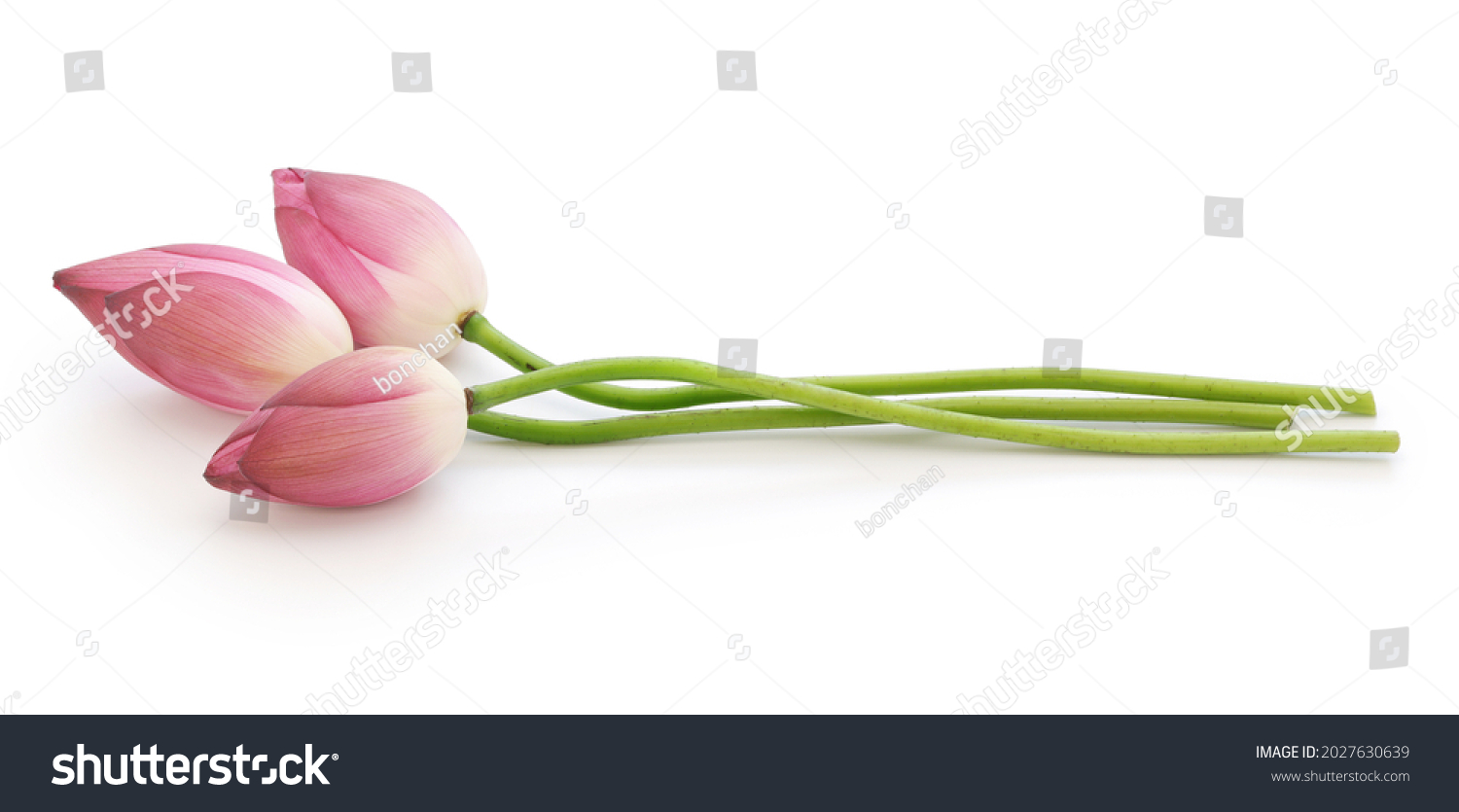 Lotus buds.
Lotus flower is Vietnamese national flower. #2027630639