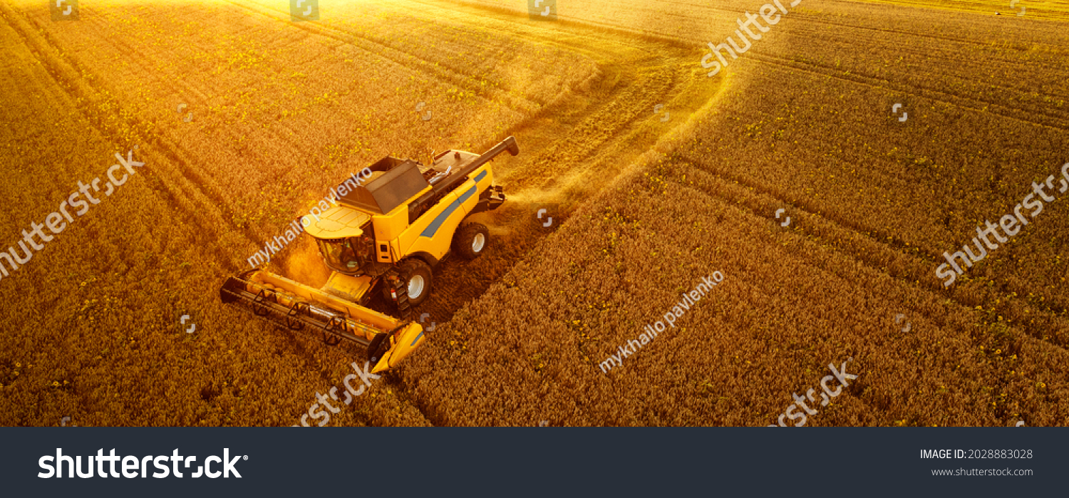 A modern new combine harvests grain. The sun's rays illuminate the dust cloud. Wonderful summer landscape. Growing food. #2028883028