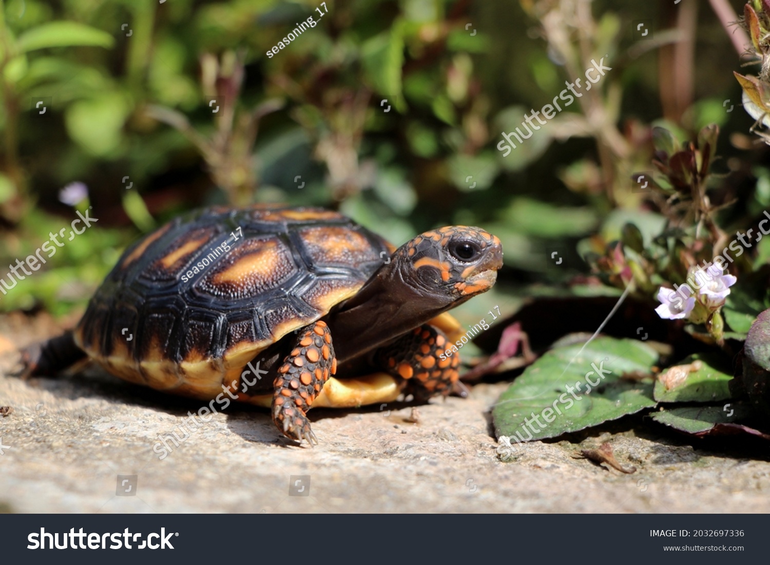Cute small baby Red-foot Tortoise in the nature,The red-footed tortoise (Chelonoidis carbonarius) is a species of tortoise from northern South America #2032697336