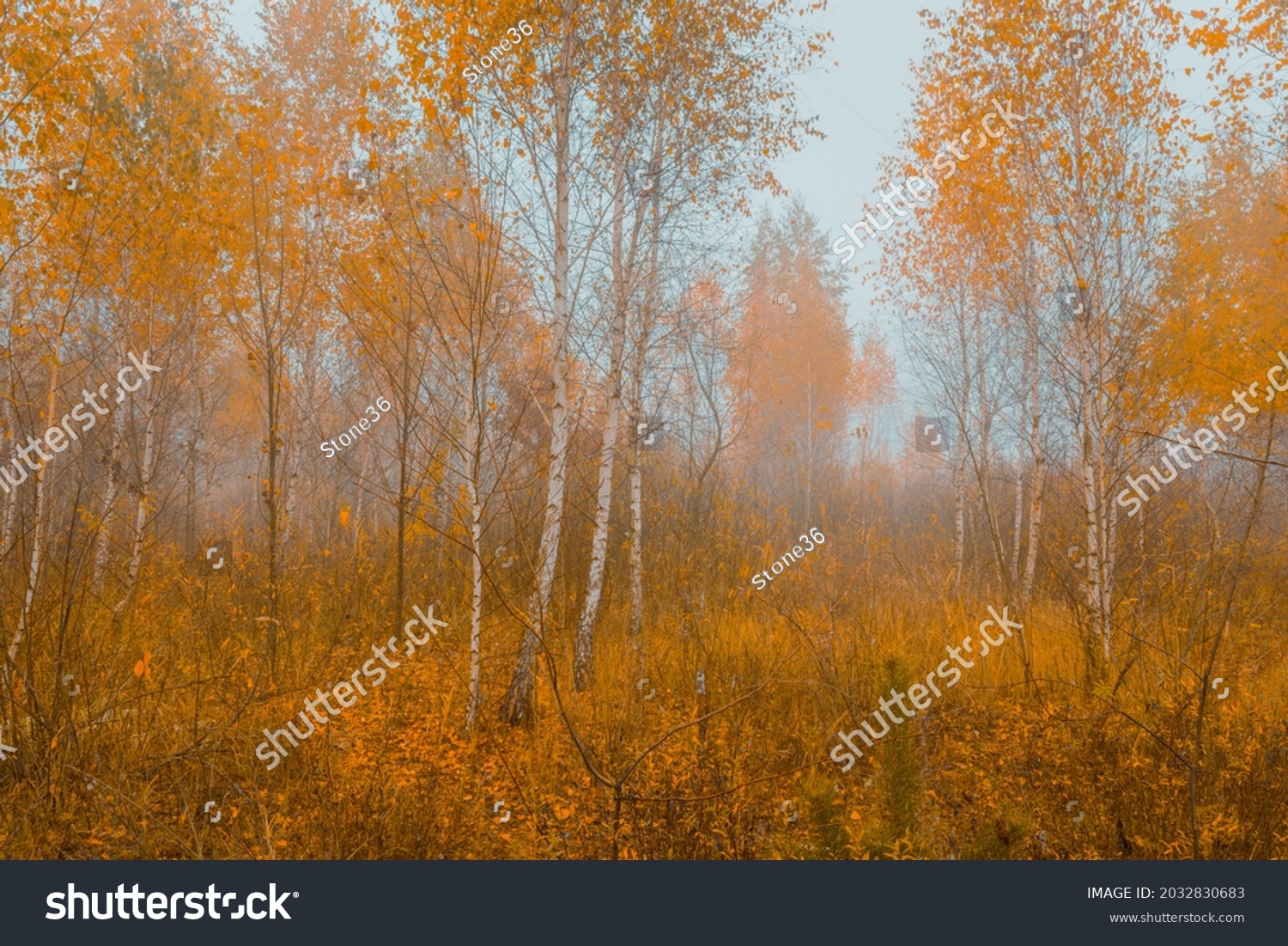 Beautiful autumn landscape. Foggy morning at the scenic golden copse with yellow birch trees. #2032830683
