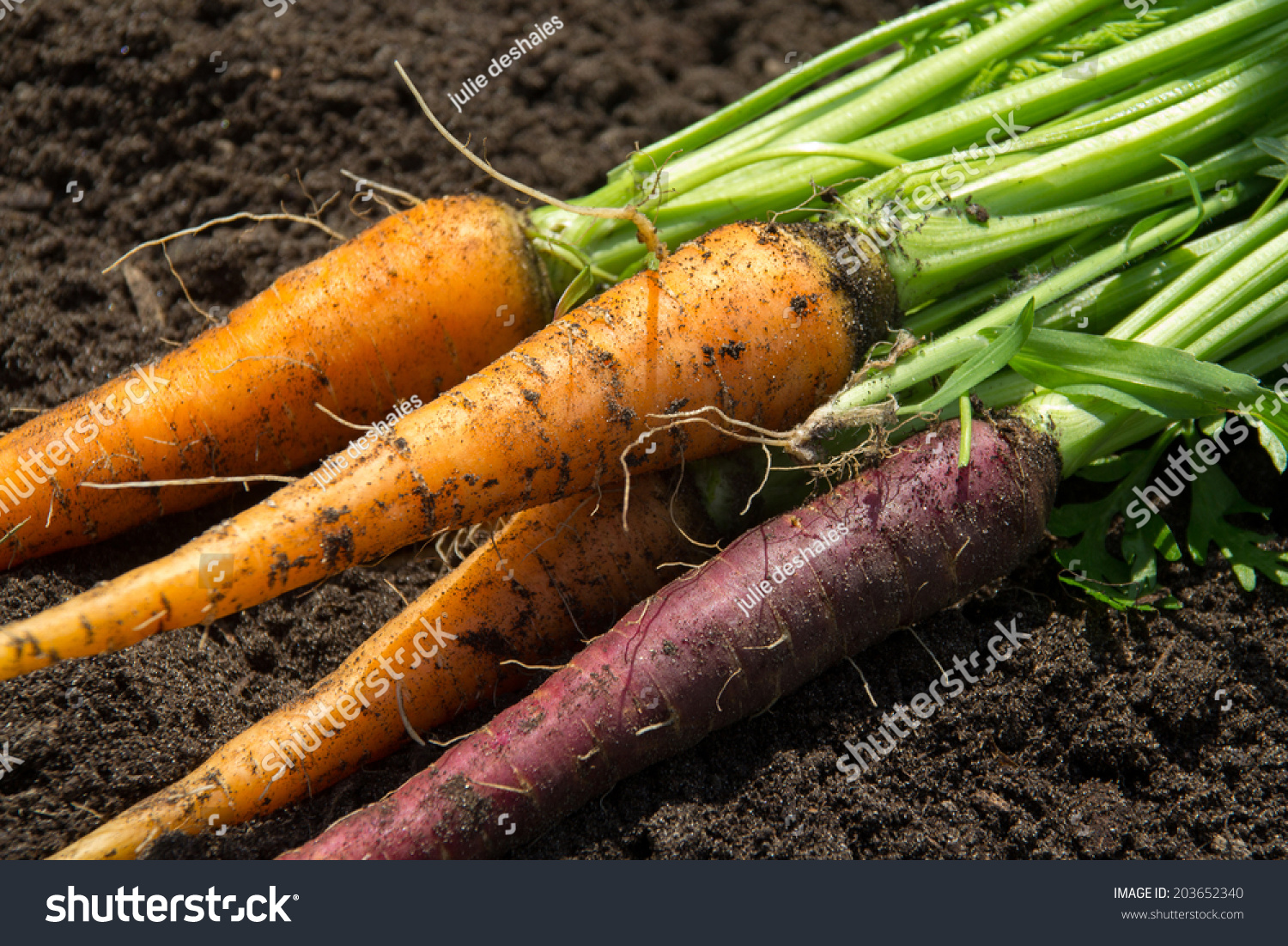 orange and purple carrot crop in the garden #203652340