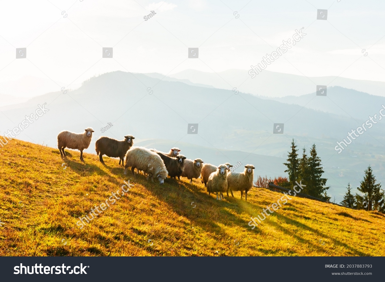 Herd of sheeps in sunny autumn mountains. Carpathians, Ukraine, Europe. Landscape photography #2037883793