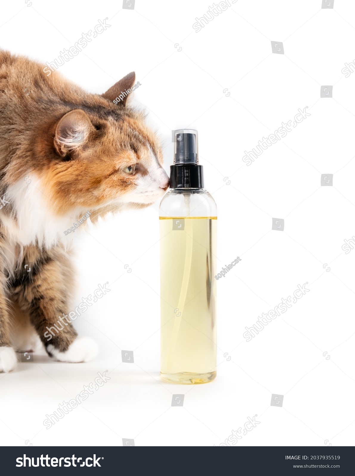 Cat sniffing on oil spray bottle, side view. Cat with a plain product sprayer filled with yellow translucent liquid. Oil spray, health or  supplement product. Selective focus. Isolated on white. #2037935519