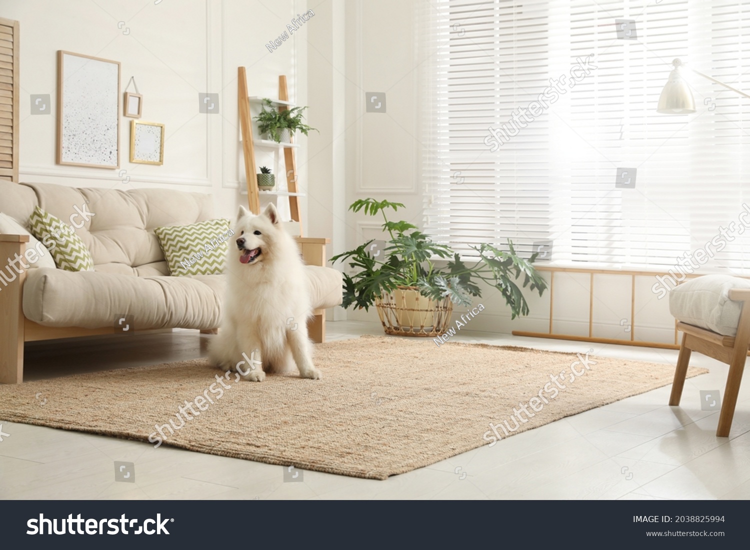 Adorable Samoyed dog in modern living room #2038825994