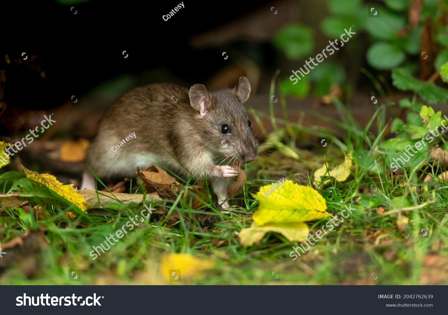Close up of a wild brown rat in Autumn foraging and eating seeds in natural woodland habitat.   Facing right.  Horizontal.  Copy space.  Scientific name: Rattus norvegicus. #2042762639