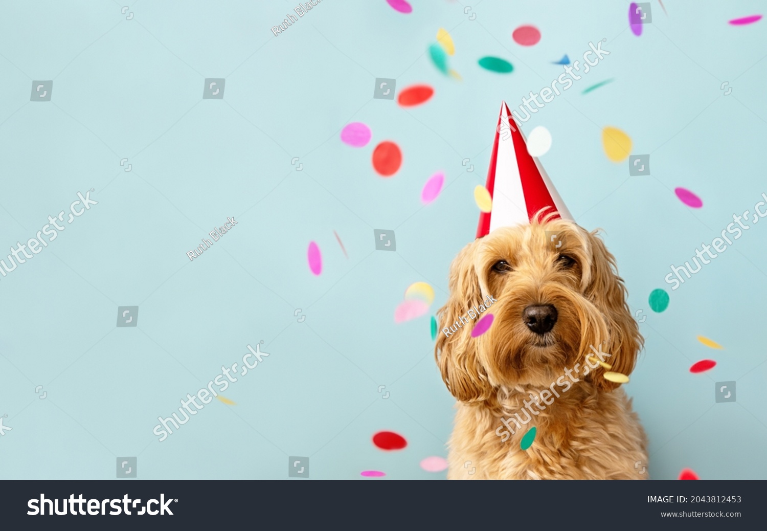 Cute dog celebrating at a birthday party with confetti and party hat #2043812453