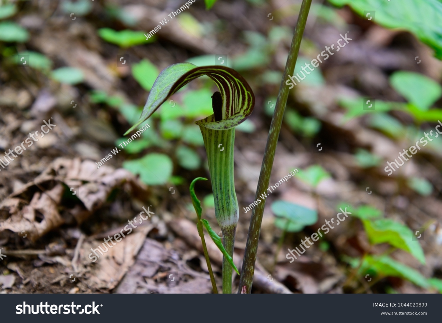 A Jack-in-the-Pulpit Wildflower on the trail to Anna Ruby Falls, near Helen, Georgia. #2044020899