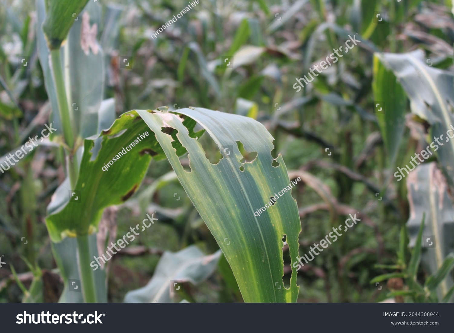 corn leaves damaged by pests #2044308944