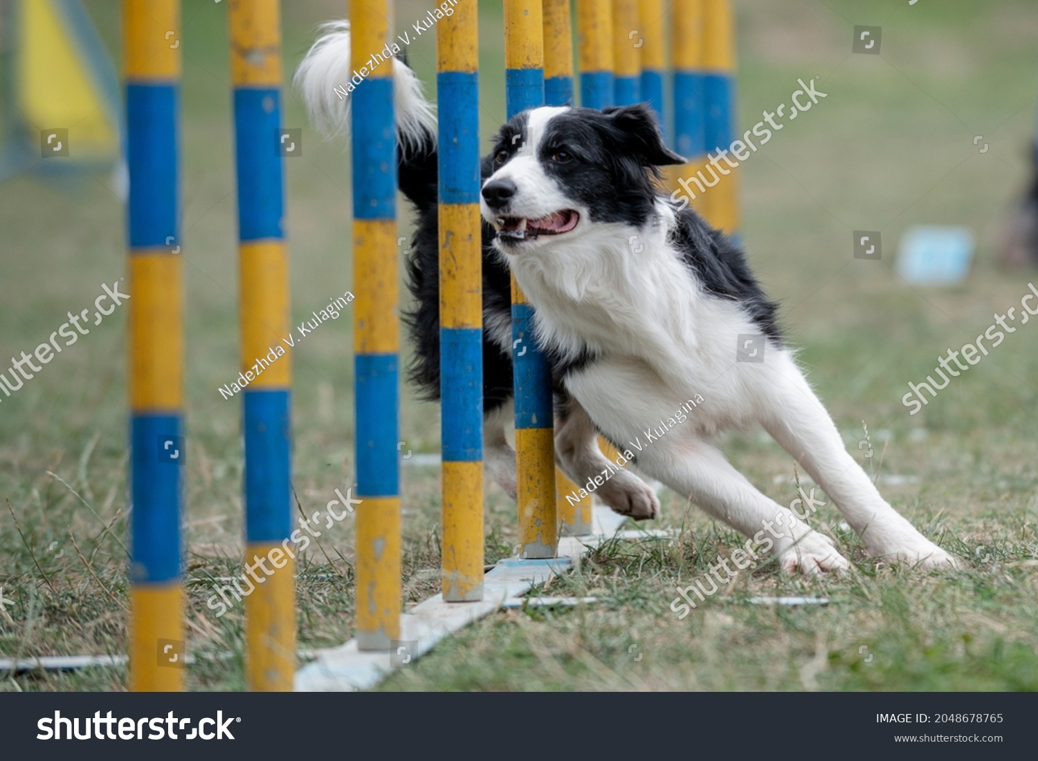 Border collie running through the weaves in the agility course horizontal  #2048678765