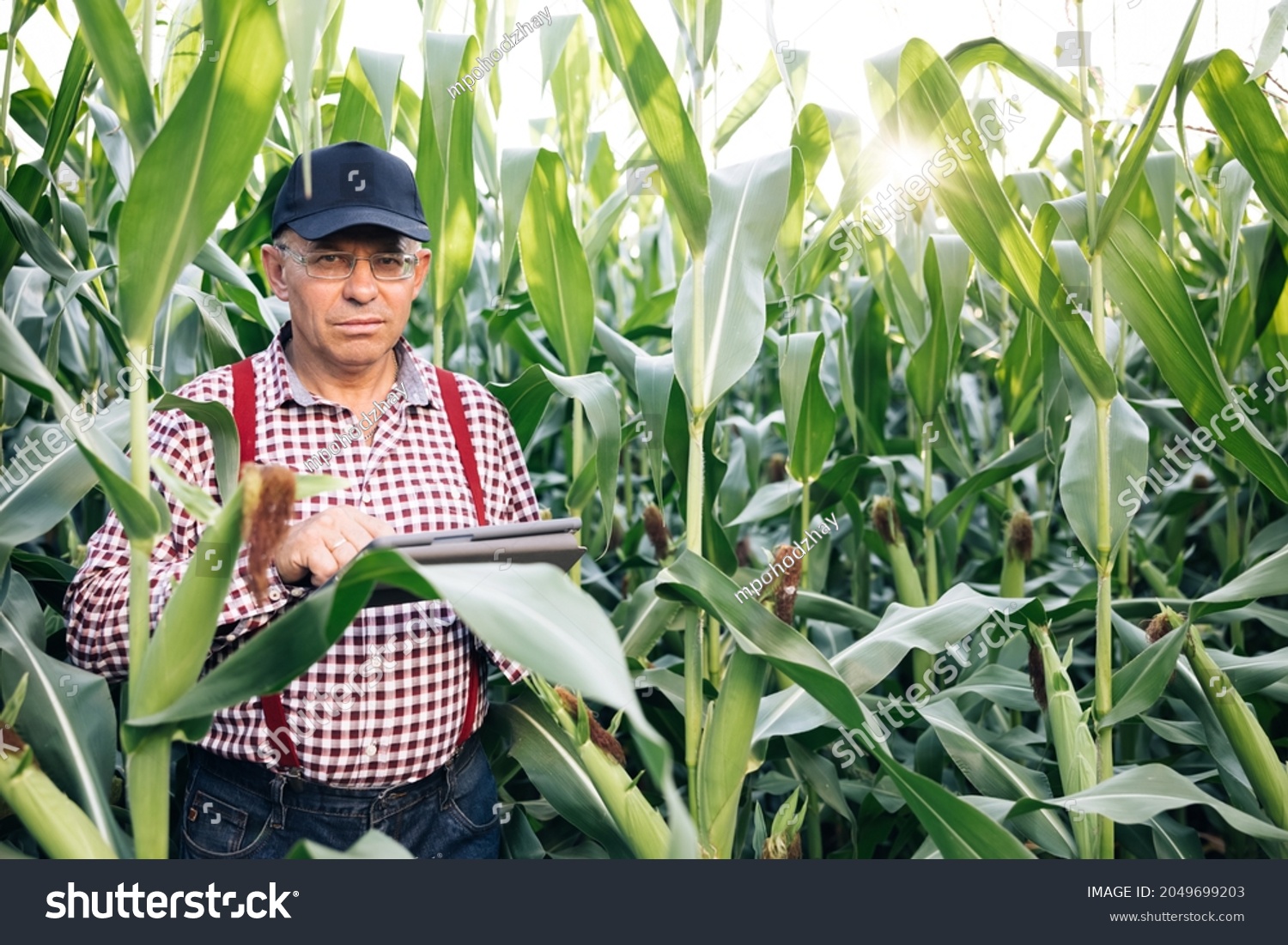 Agribusiness technology in the field ipad agricultural control precision agriculture Farmer ipad in cultivated corn field, applying modern technology in agricultural activity #2049699203