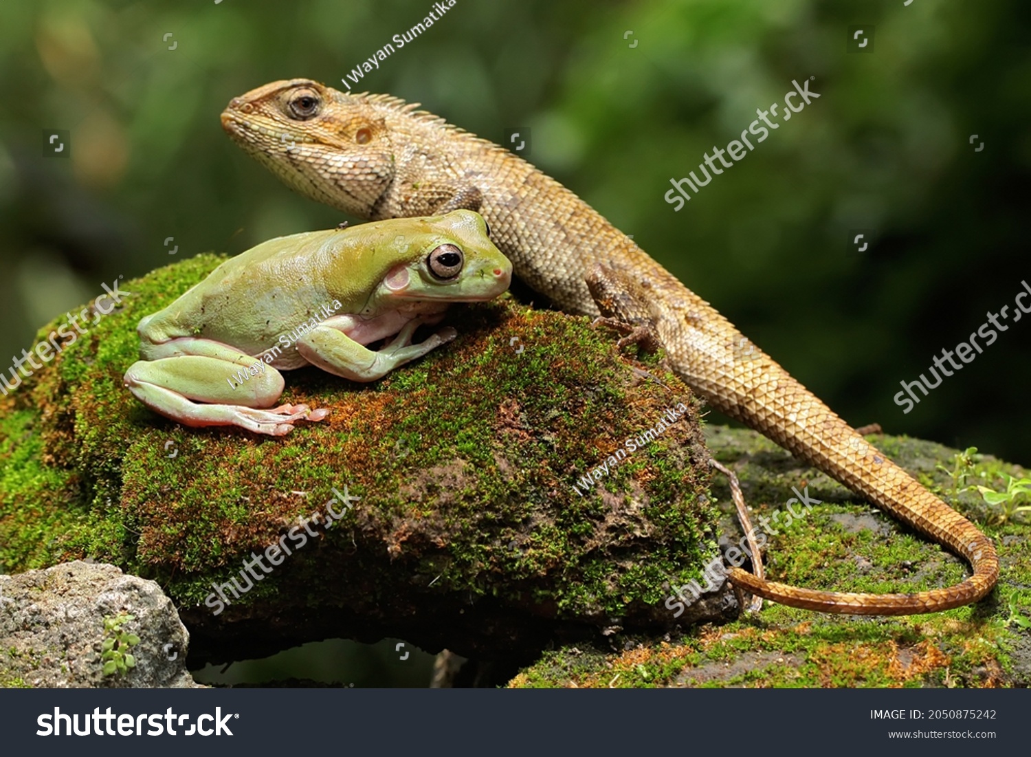 An oriental garden lizard is sunbathing with a dumpy frog on a moss-covered rock. This reptile has the scientific name Calotes versicolor.  #2050875242