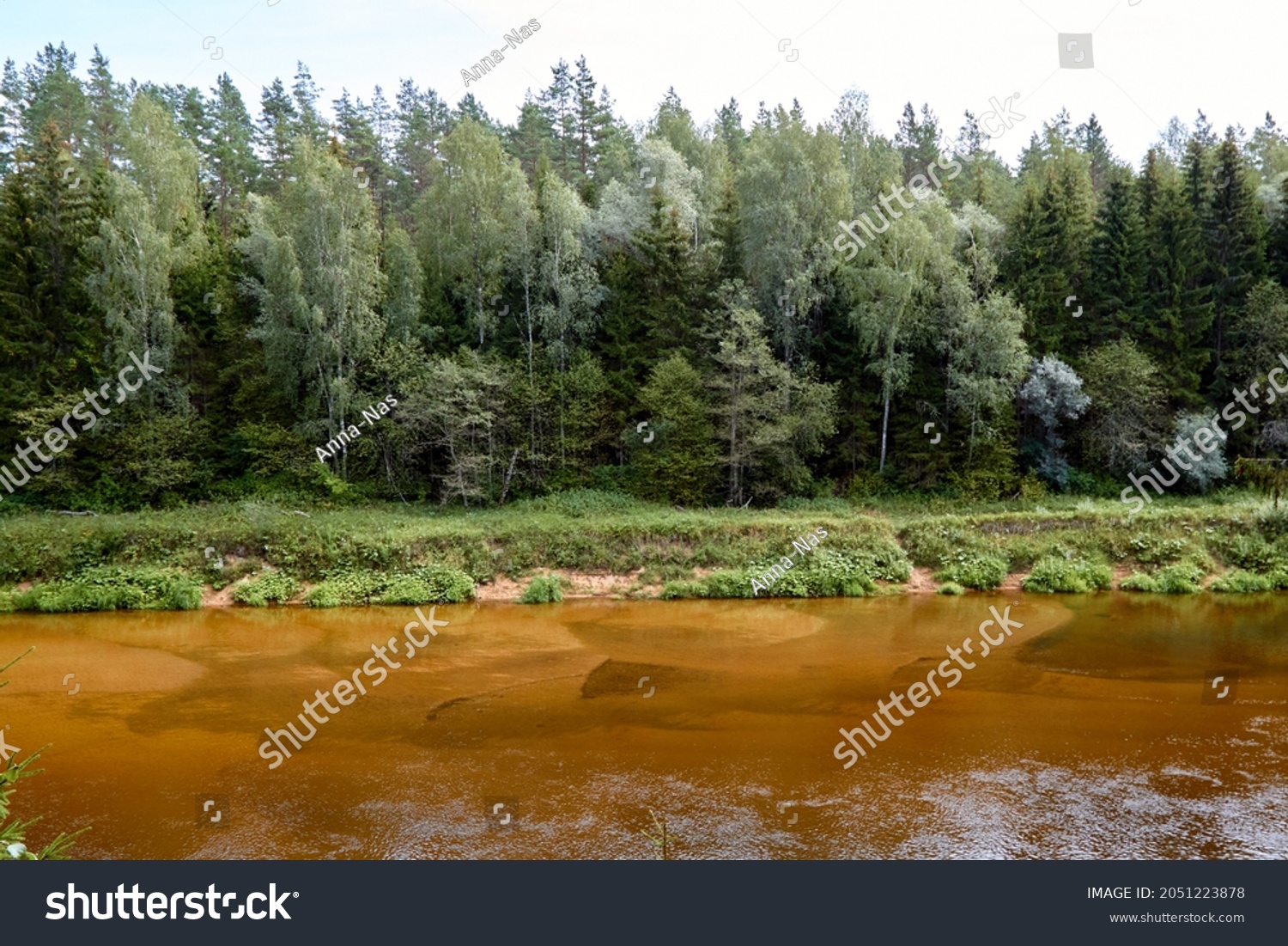 A silent forest on the bank of a river with transparent water. Selective focus. High quality photo #2051223878