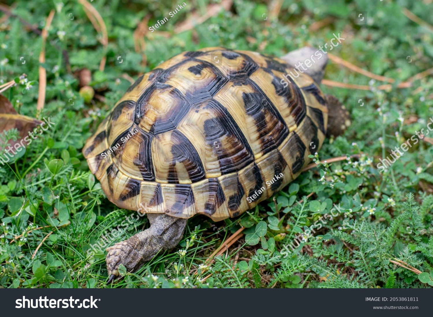 Hermann's tortoise (Testudo hermanni) on green grass in autumn. Close up. Detail. #2053861811