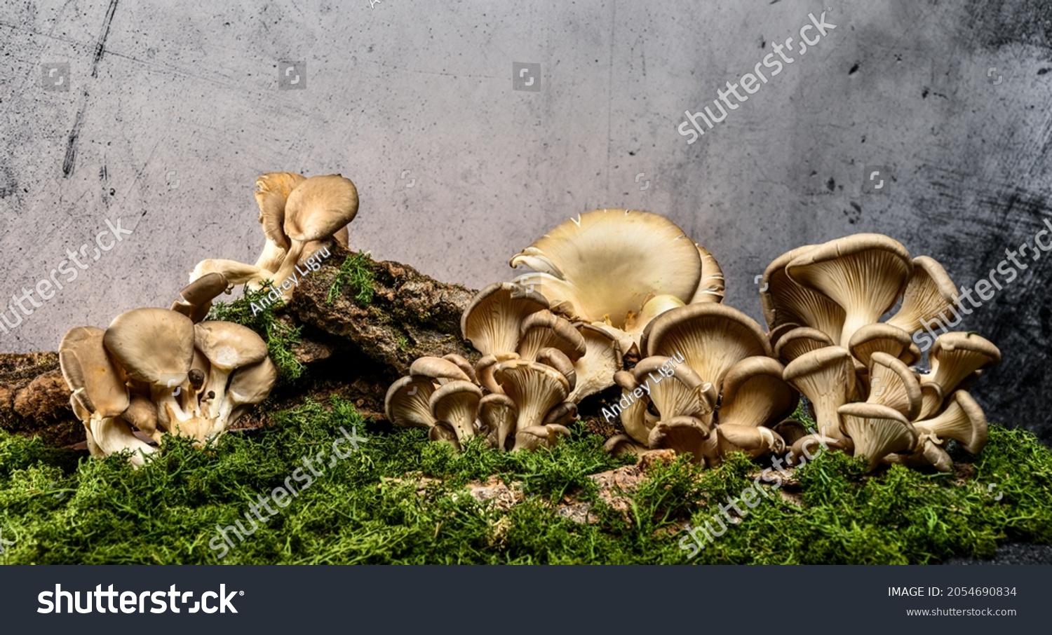 A group of mushrooms on the bark of a tree. Oyster mushrooms (Veshenki). Moss and grass from below. Gray background. #2054690834