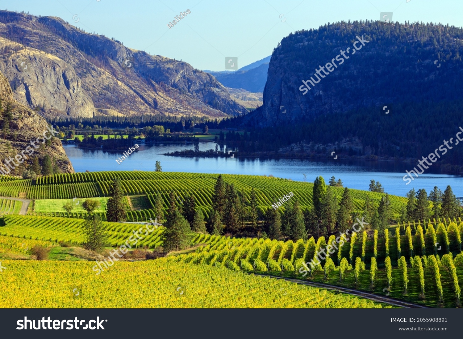 View of Blue Mountain Vineyard with McIntyre Bluff and Vaseux Lake in the background located in the Okanagan Valley in Okanagan Falls, British Columbia, Canada. #2055908891