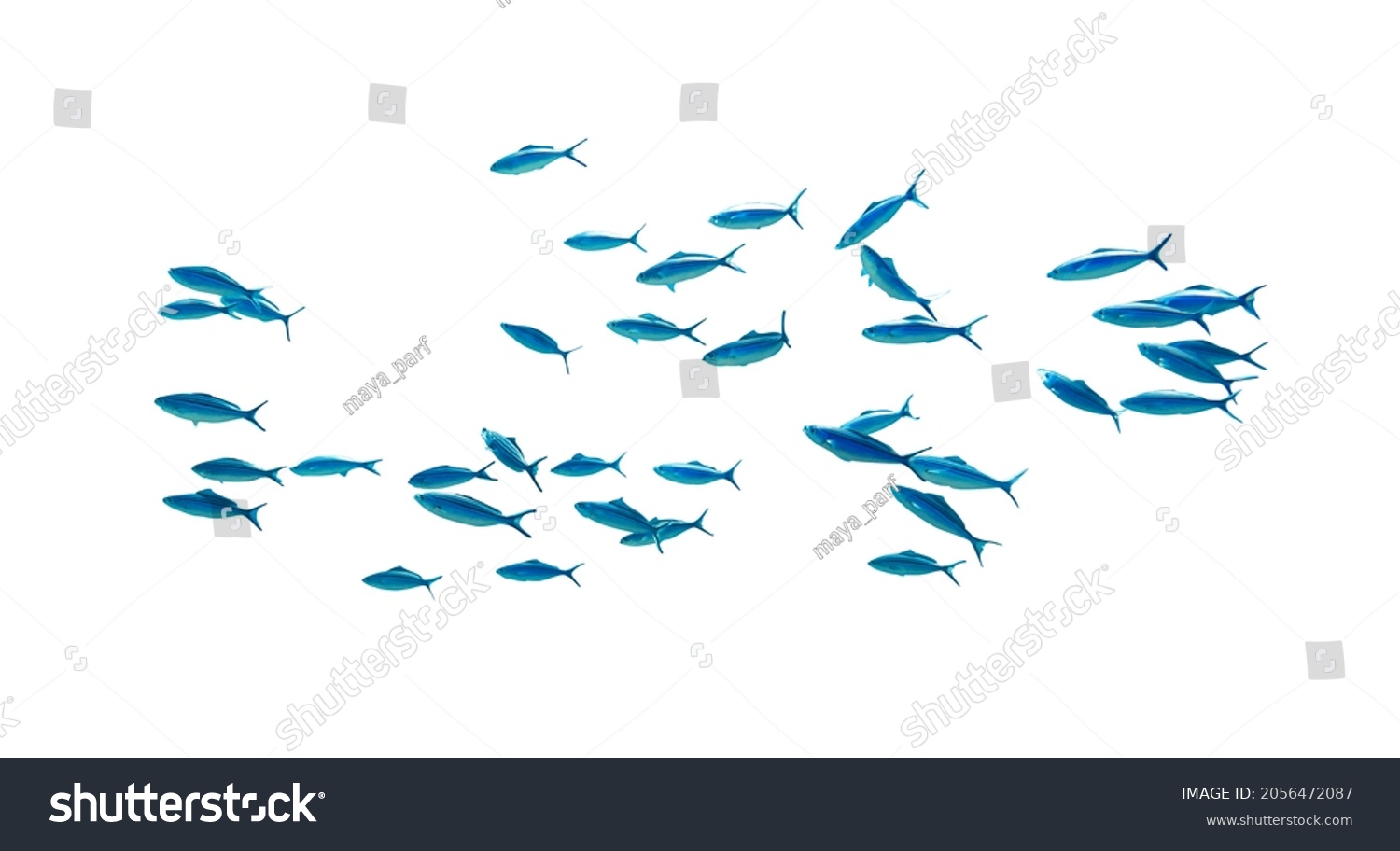 Shool of blue tropical striped fish in the ocean isolated on white background. Caesio Striata (Striated Fusilier) swimming  deep underwater in Red Sea. Flock of tropical blue fish, cut out.  #2056472087