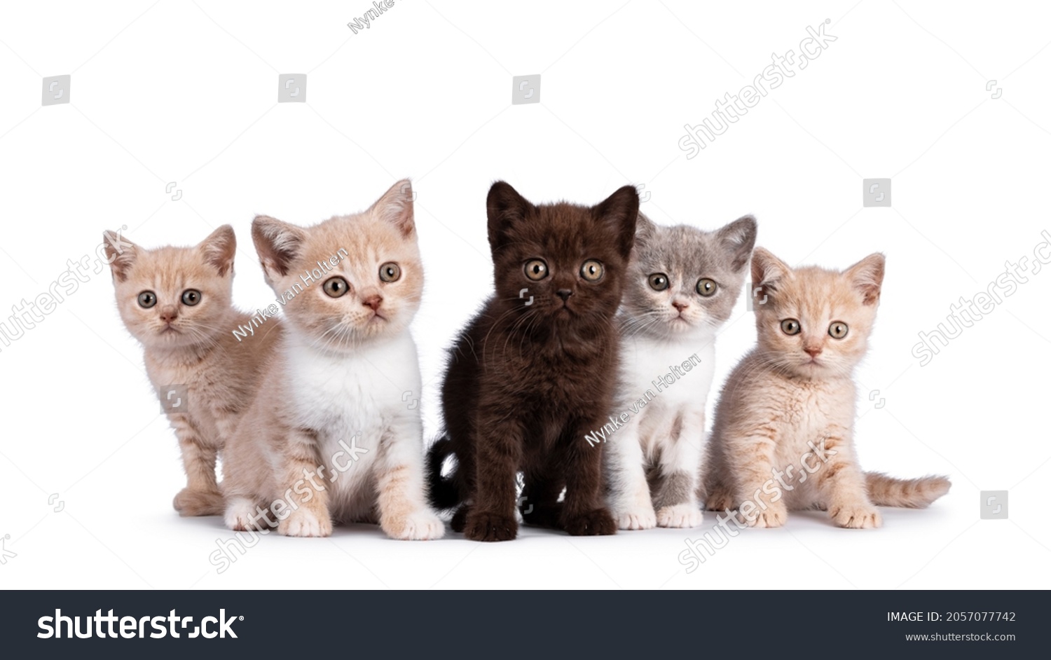 Row of 5 various colored British Shorthair cat kittens, standing and sitting together. All facing camera. Isolated on on white background. #2057077742