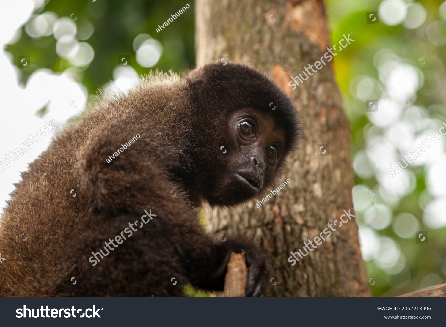 A small baby monkey, specimen of the species Oreonax flavicauda, ​​or yellow-tailed woolly monkey, endemic to Peru, and the Amazon rainforest of the Andes, at the Dos Loritos wildlife rescue center #2057213996