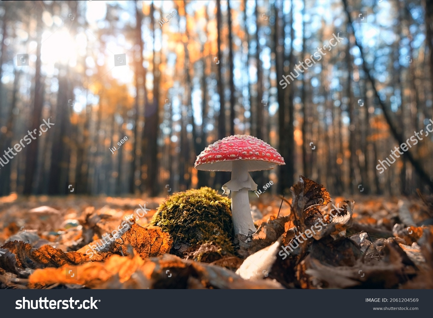 autumn season. amanita muscaria mushroom in autumn forest, natural bright sunny background. harvest fungi concept. Fly agaric, wild poisonous red mushroom  in yellow-orange fallen leaves. #2061204569