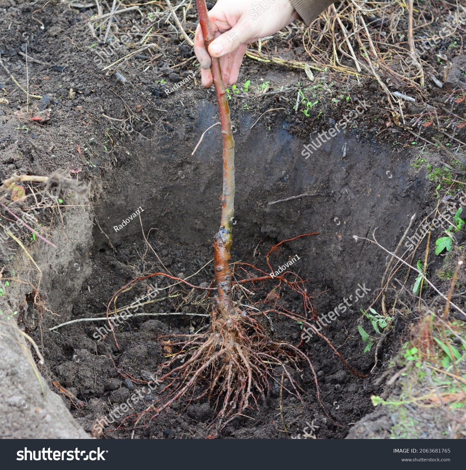 How to plant a grafted apple tree. Placing the fruit tree with spread roots in the center of a planting hole. #2063681765