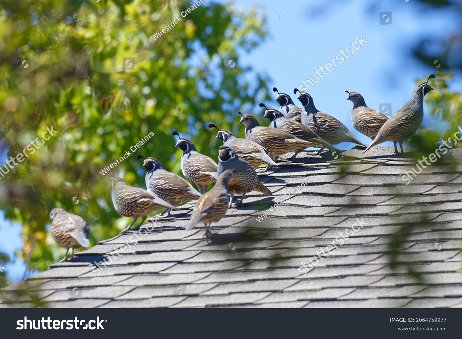 A covey of crested quails perched on a roof in San Luis Obispo, California, USA #2064759977
