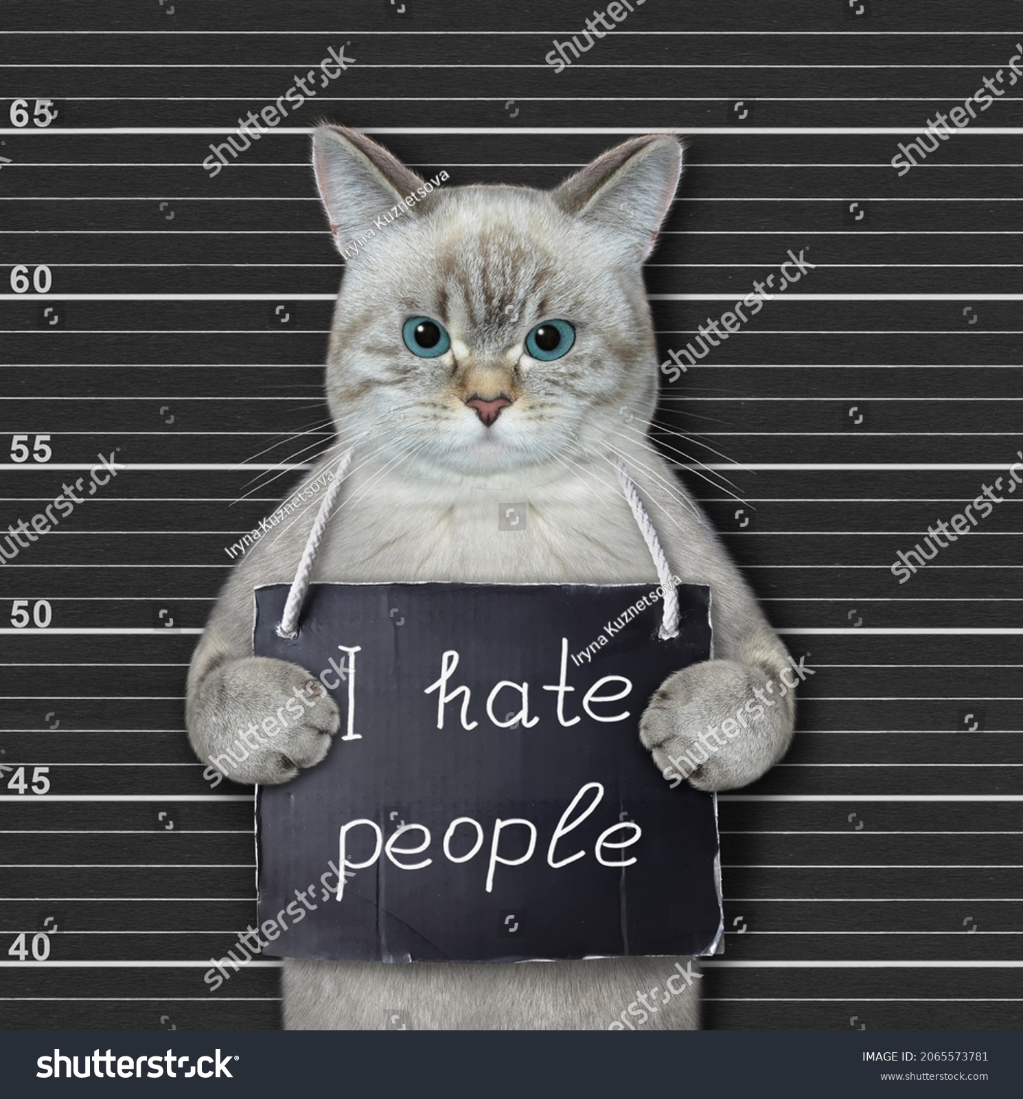 An ashen cat criminal has a sign around his neck that says I hate people. Lineup black background. #2065573781