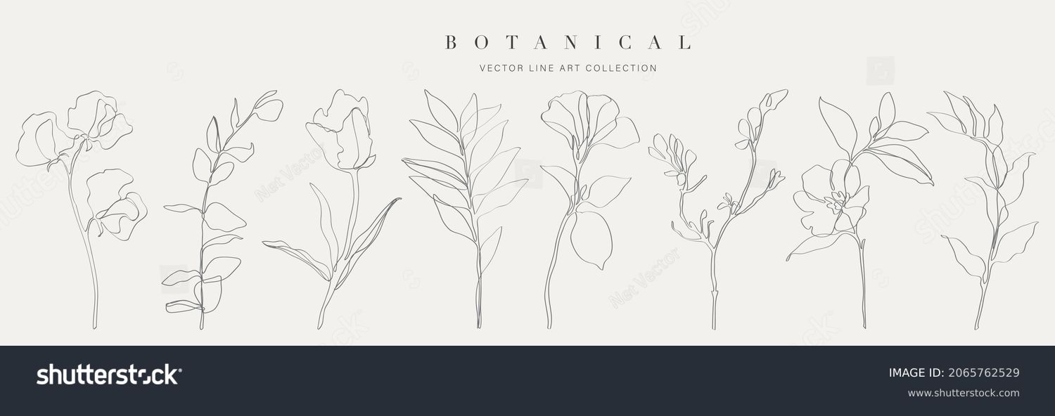 Botanical arts. Hand drawn continuous line drawing of abstract flower, floral, rose, tropical leaves, spring and autumn leaf, bouquet of olives. Vector illustration. #2065762529