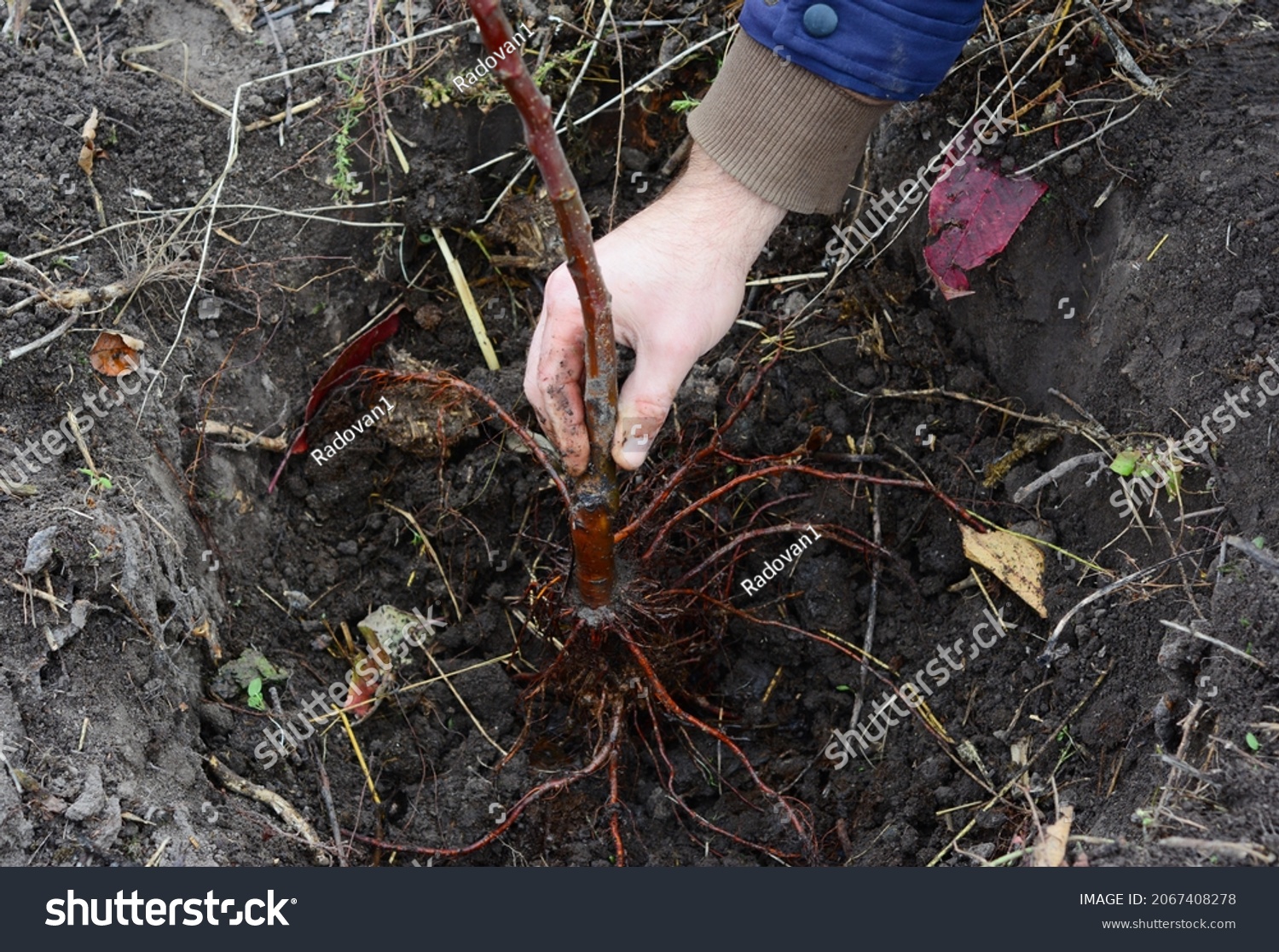 Planting a grafted apple tree in autumn. A close-up of a fruit tree roots spread in a planting hole.  #2067408278