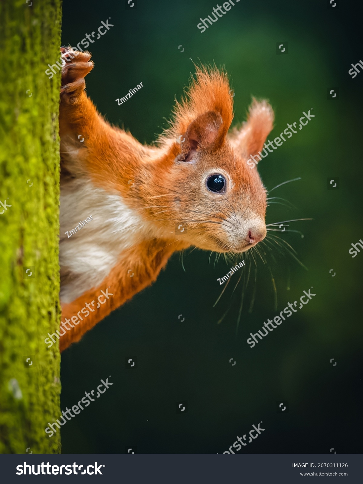 The Eurasian red squirrel (Sciurus vulgaris) looking from behind a tree. Beautiful autumn colors, delicate background. Shallow depth of field. #2070311126