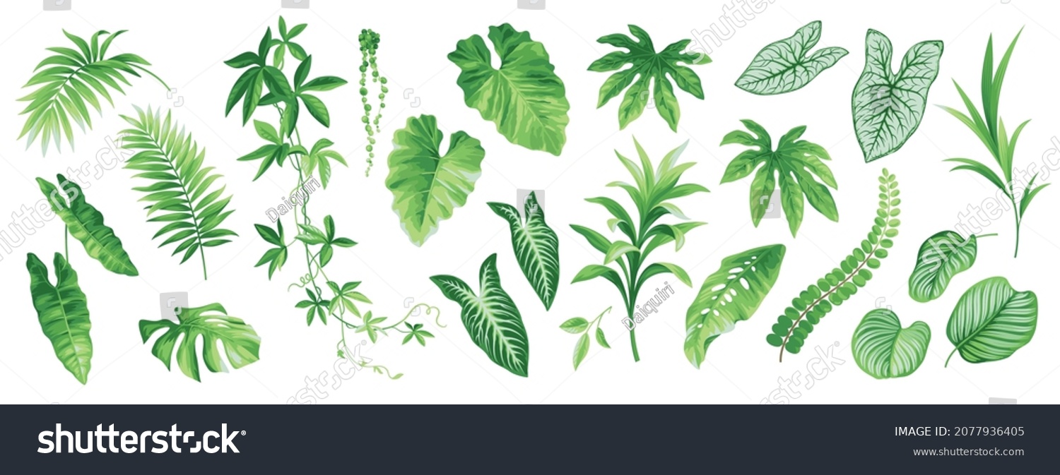 Tropical leaves set. Collection of exotic plants: Caladium, Fatsia, Calathea, Alocasia, Howea, liane. Vector foliage elements isolated on a white background. Realistic botanical illustration.  #2077936405