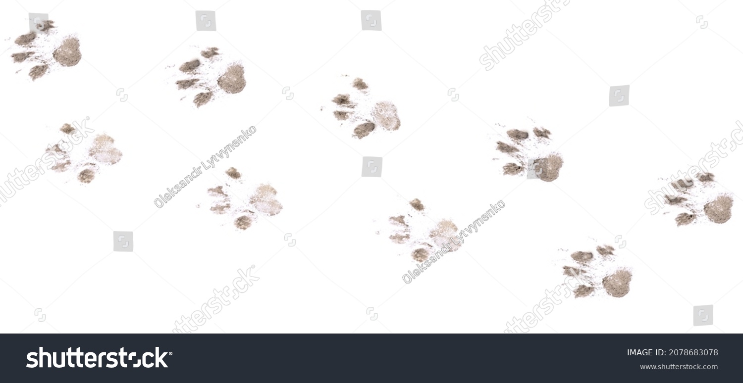 Dog footprints on a white background isolated on a white background. #2078683078