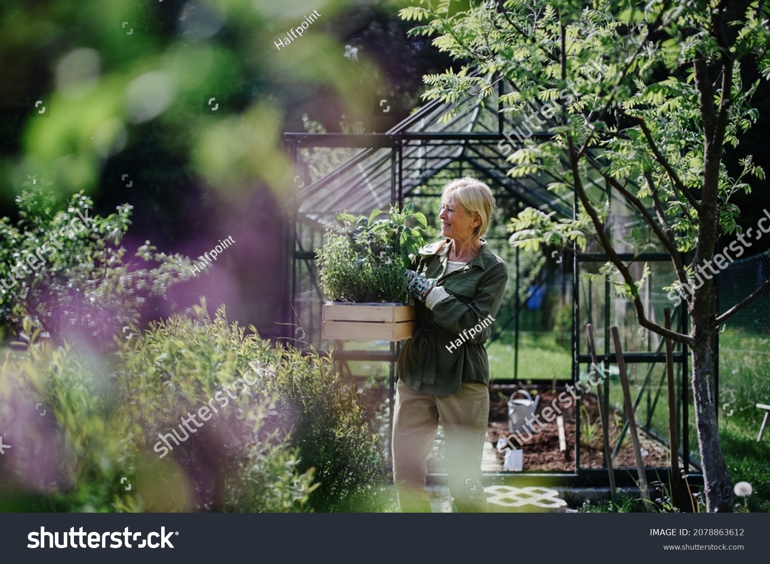 Senior gardener woman carrying crate with plants in greenhouse at garden. #2078863612