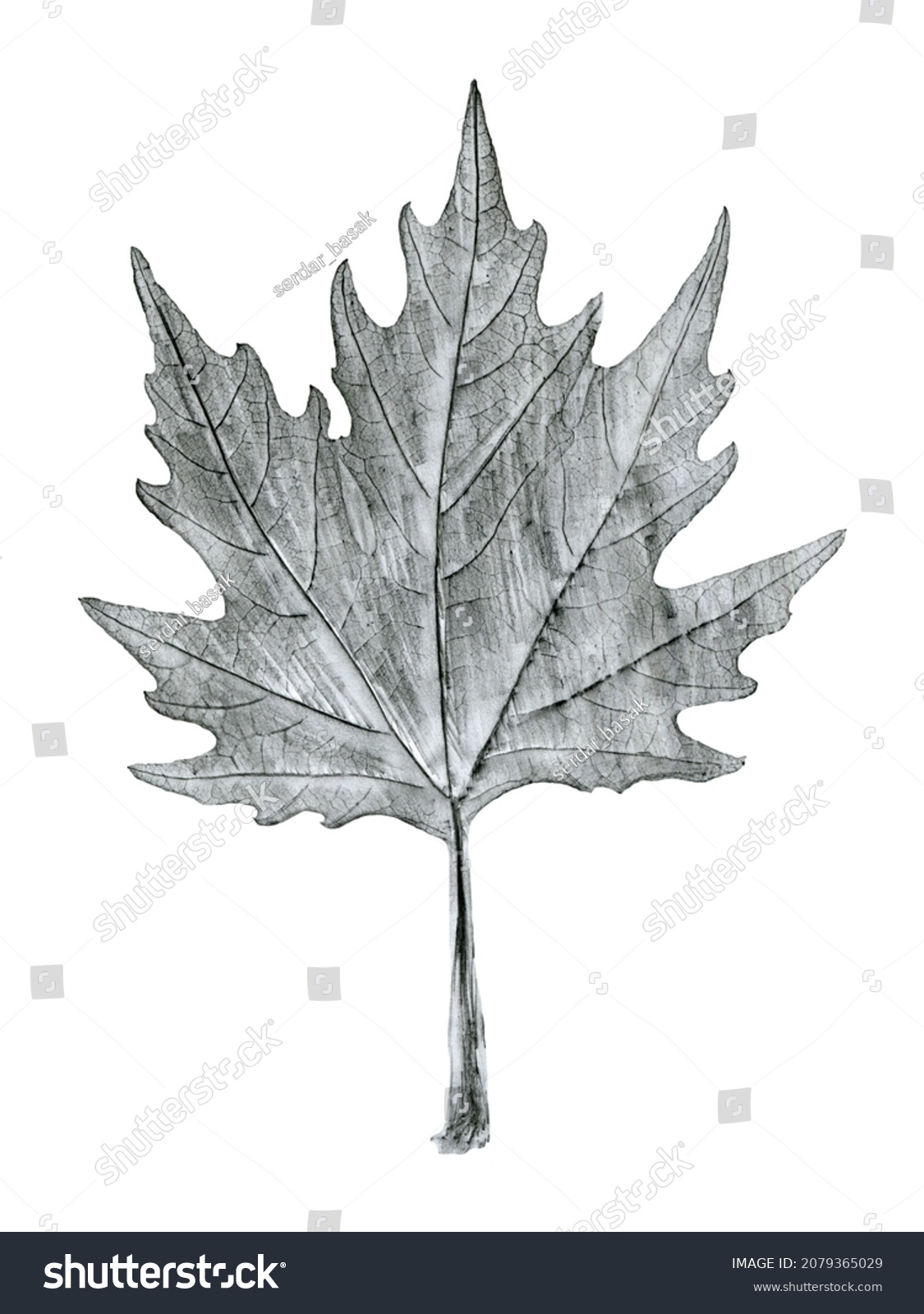 Sycamore tree leaf hand drawn, black and white lead pencil drawing, isolated on white background #2079365029