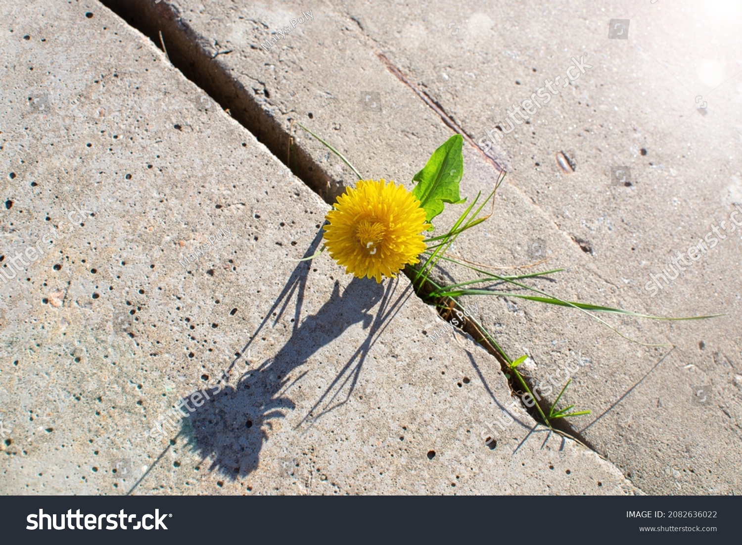 Plant growing with yellow flower grows through concrete cracking. Sprout of a plant makes the way through a crack asphalt. The concept of survival, ecology, globalization. #2082636022