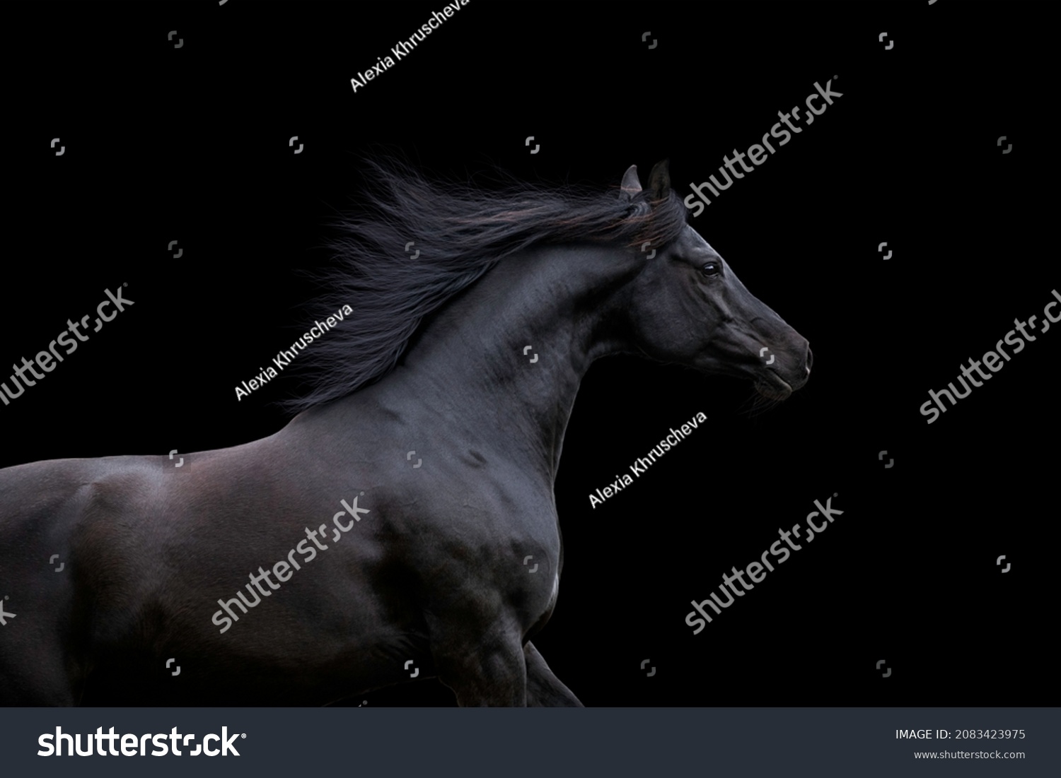 Black elegance horse isolated on black background. Arabian horse portrait closeup galloping on dark background. #2083423975