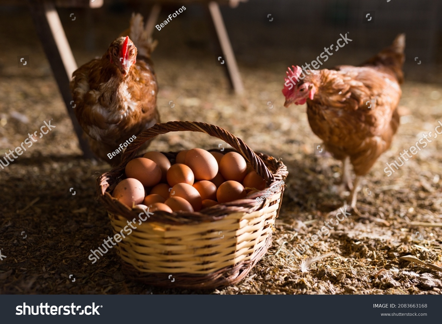 Laying hens next to basket full of fresh eggs in a chicken coop #2083663168