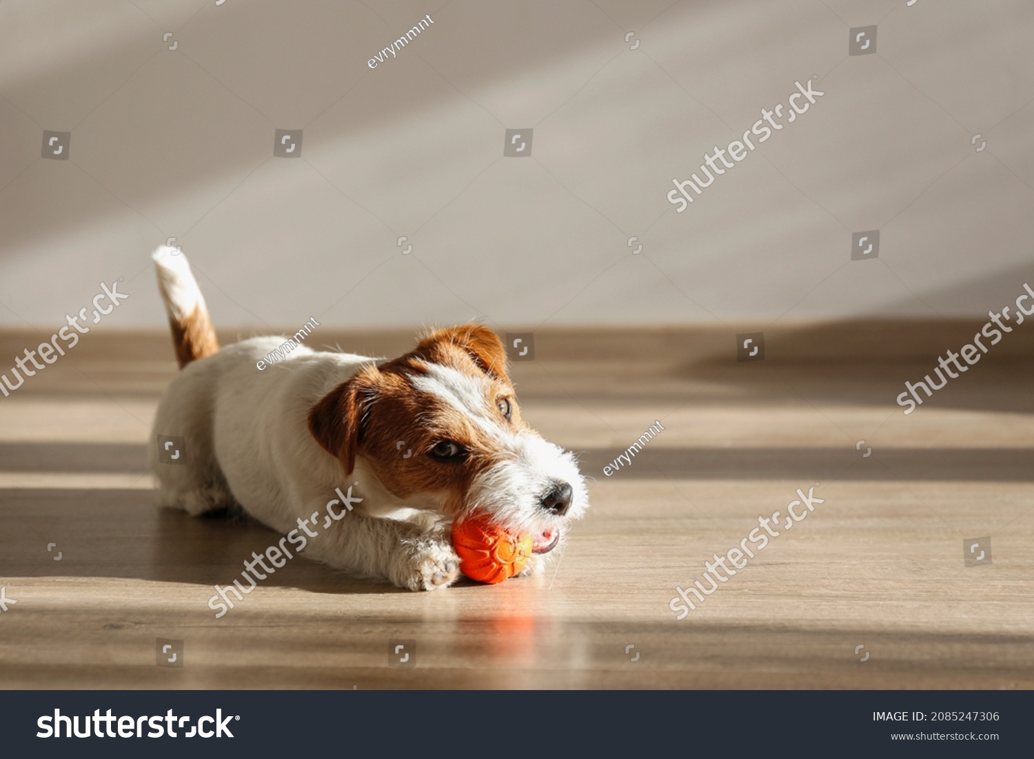 Wire Haired Jack Russell Terrier puppy playing with favorite toy. Small rough coated doggy with orange rubber ball for pets at home. Close up, copy space, cozy interior background #2085247306