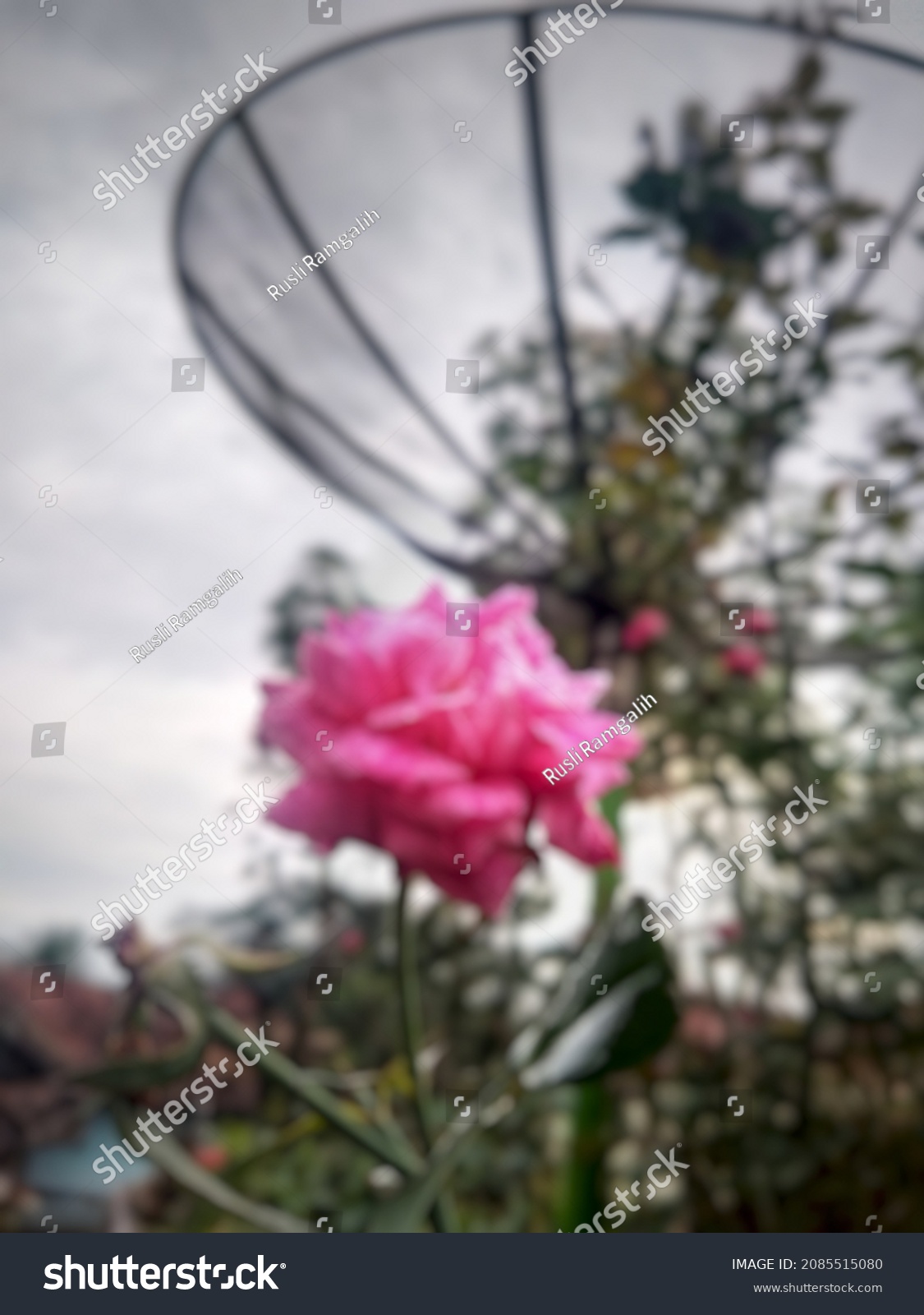 defocused abstract background of flower #2085515080