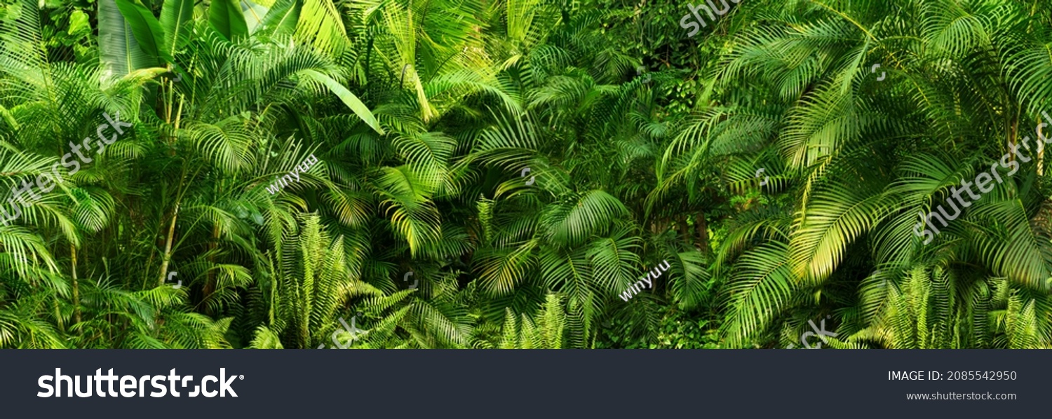 beautiful green jungle of lush palm leaves, palm trees in an exotic tropical forest, wild tropical plants nature concept for panorama wallpaper, selective sharpness #2085542950