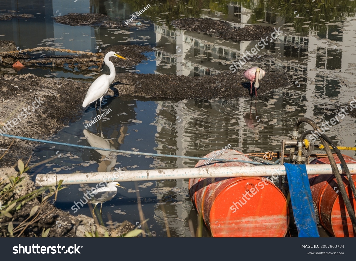 Birds in small polluted pond as real estate development encroaches on their habitat. #2087963734
