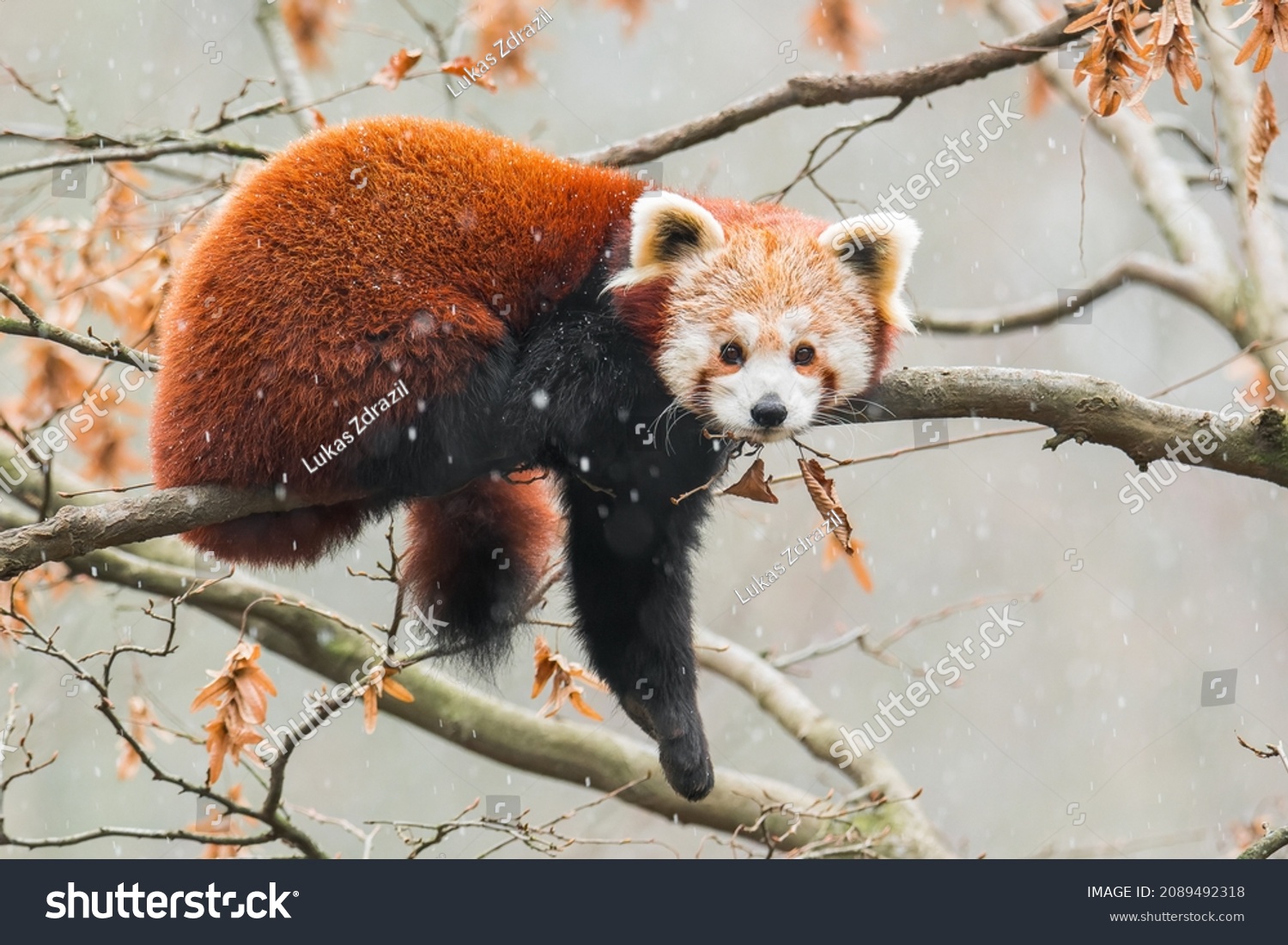 Red panda (Ailurus fulgens) sitting on a tree in snow. Beautiful brown and orange furry mammal in its environment with soft background. Wildlife scene from nature.  #2089492318