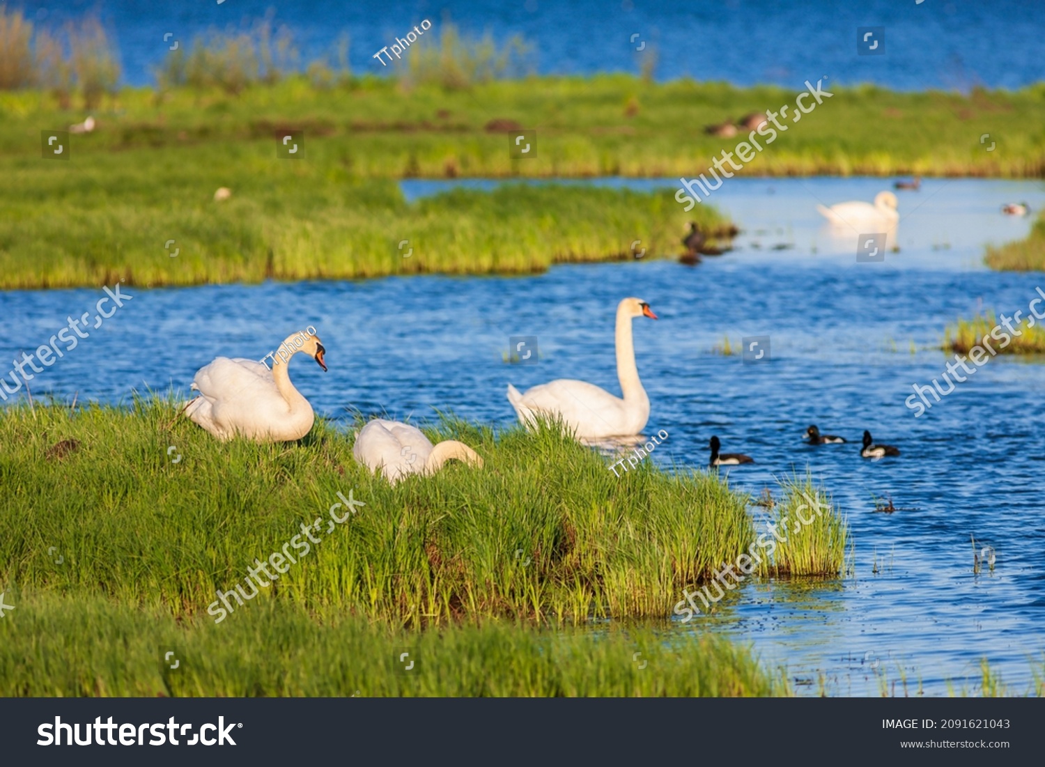 Mute swans and ducks on a beach at a lake #2091621043