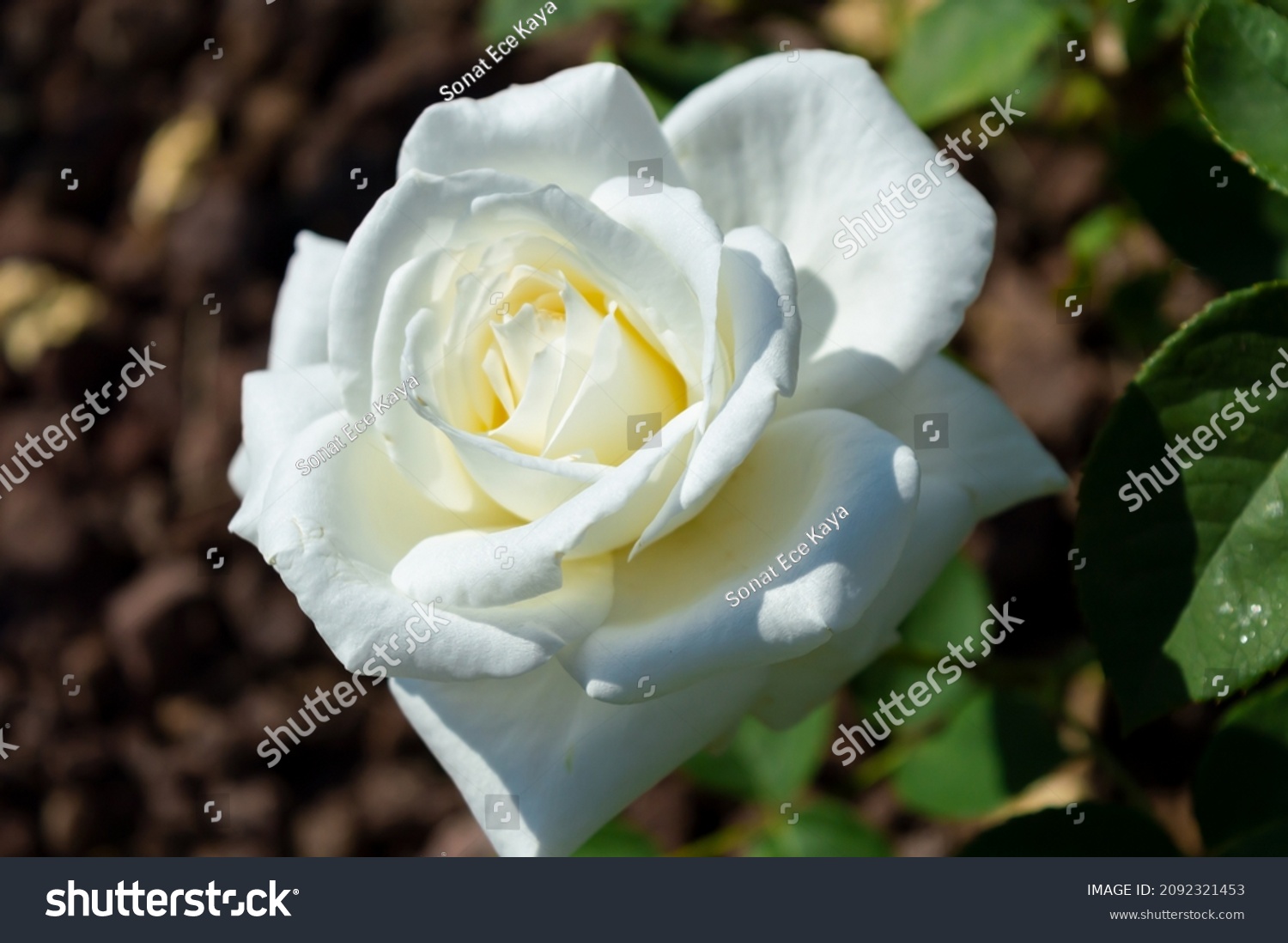Rose Blanche Neige White roses in the park garden #2092321453