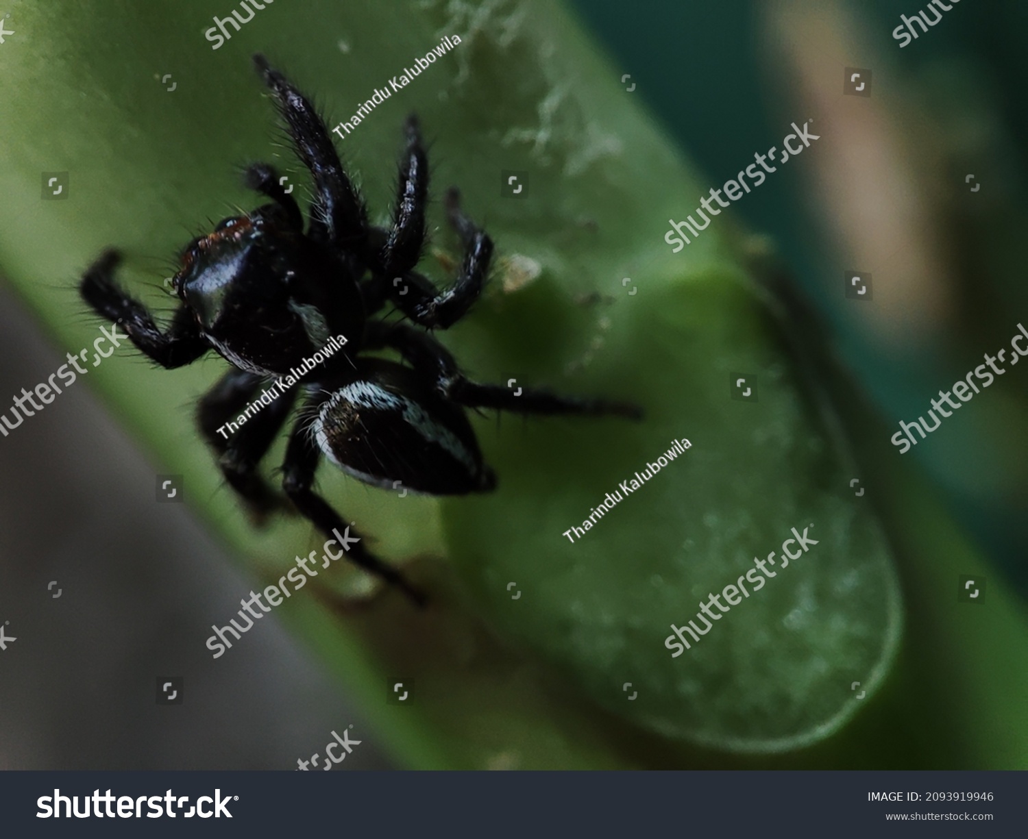 Cute black spider (Micro image) #2093919946